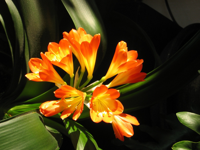 Serenity in Orange